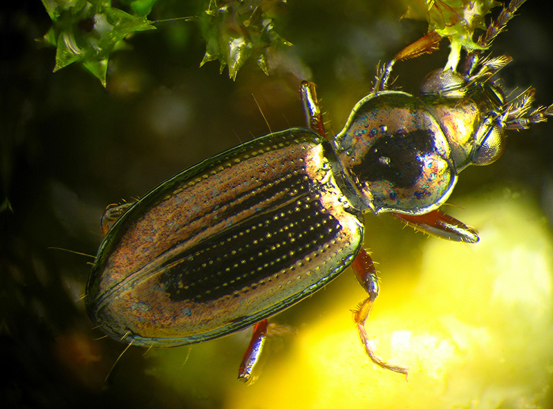 Carabidi piccolissimi: Metallina properans